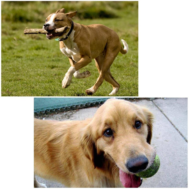 Universal Chest Mount For Gopro Hero12 - Adjustable