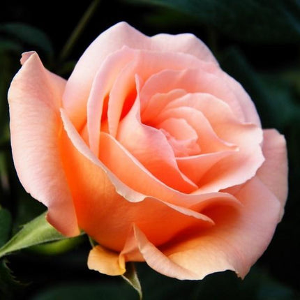 2.1Cm Internal Diameter Uv / Lens Filter For Sjcam Sj4000 And Sj4000 Wifi Sport Cameras